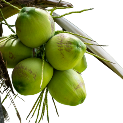 Dừa tươi